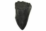 Partial Fossil Megalodon Tooth - South Carolina #295387-1